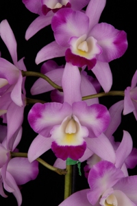 Laeliocattleya Angel Fair SVO Flair AM 82 pts.